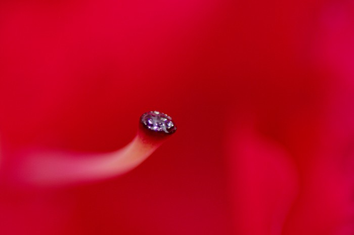 IMGP1694_DxO.jpg (162.94 Kio) Vu 243 fois IMGP1694_DxO.jpg